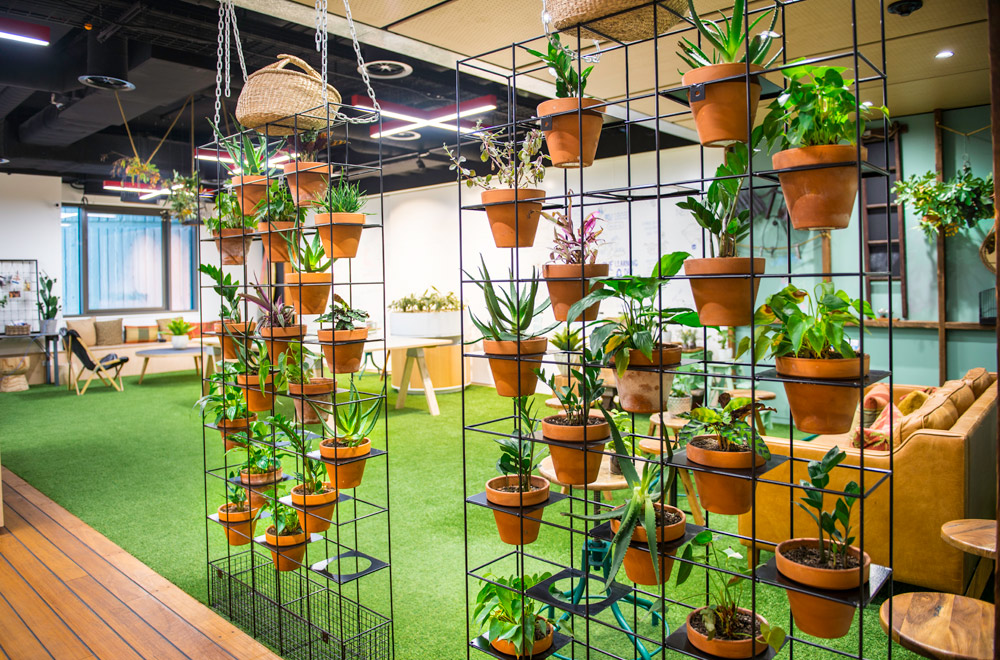 indoor plant hire space skyline website greening bringing outdoors benefits areas alinga corporate