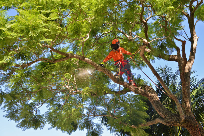 Skyline landscape Services