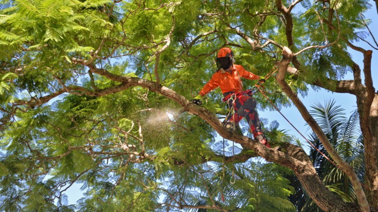 Skyline landscape Services