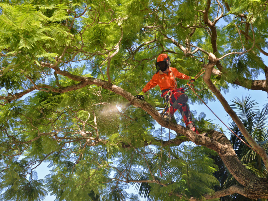 Tree Services