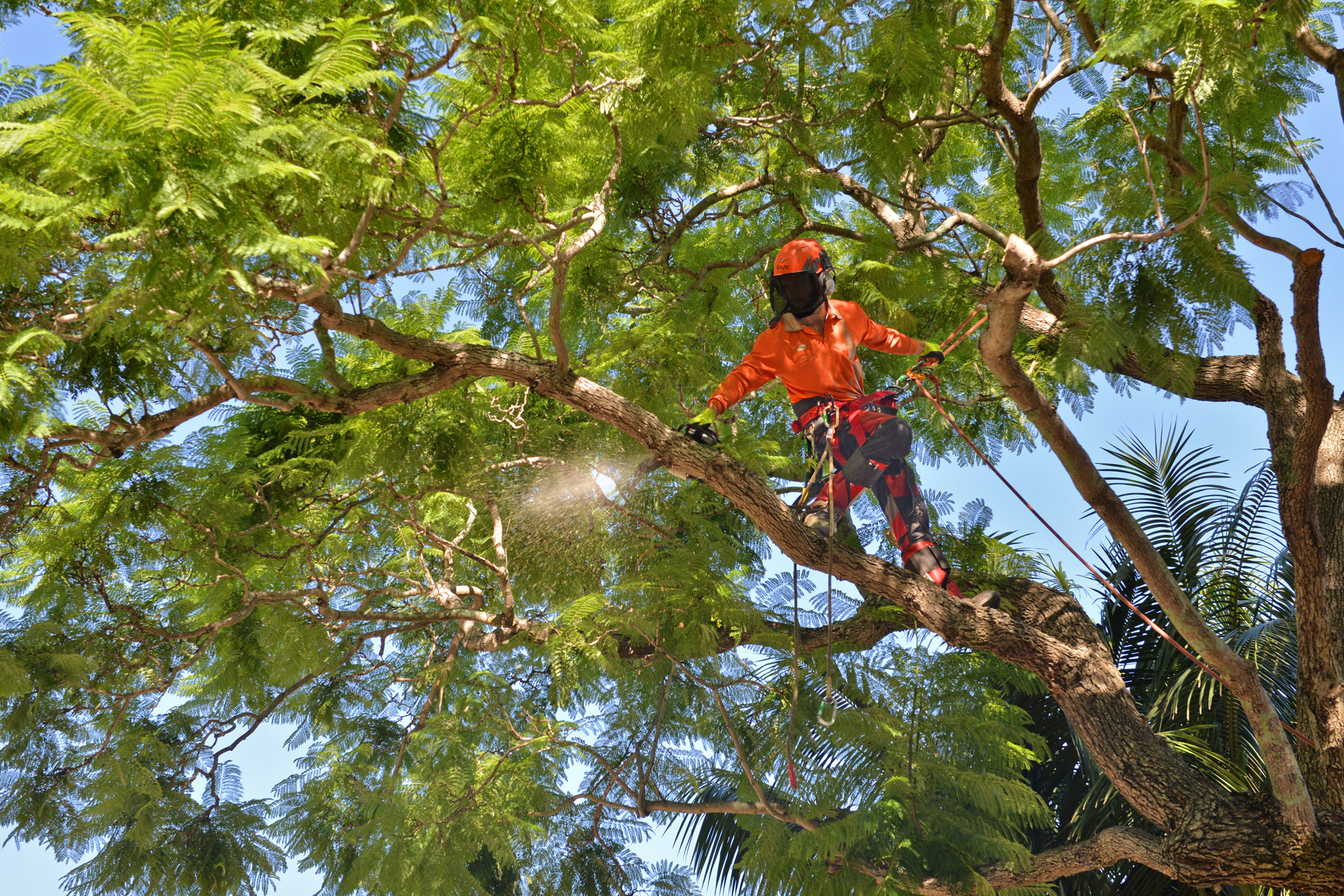 Tree Trimming Brisbane Southside