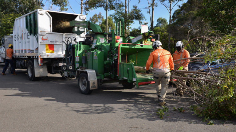 Arborist Grafton