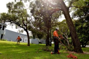 Tree Arborists Sydney Skyline Tree Care