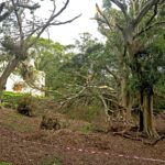 Fallen Trees Skyline Tree Removal